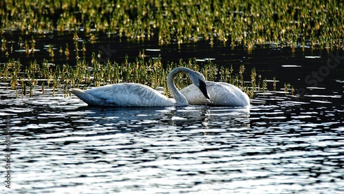 Swans waterfowl in Yellowstone National Park, Wyoming and Montana. Northwest. Yellowstone is a summer wonderland to watch the wildlife and natural landscape.   
               photo