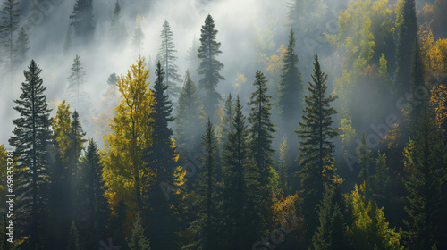 Misty Autumn Morning in a Pine Forest