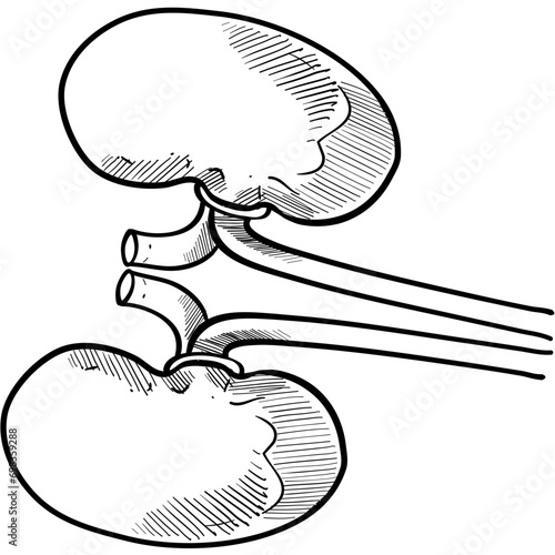 kidney handdrawn illustration