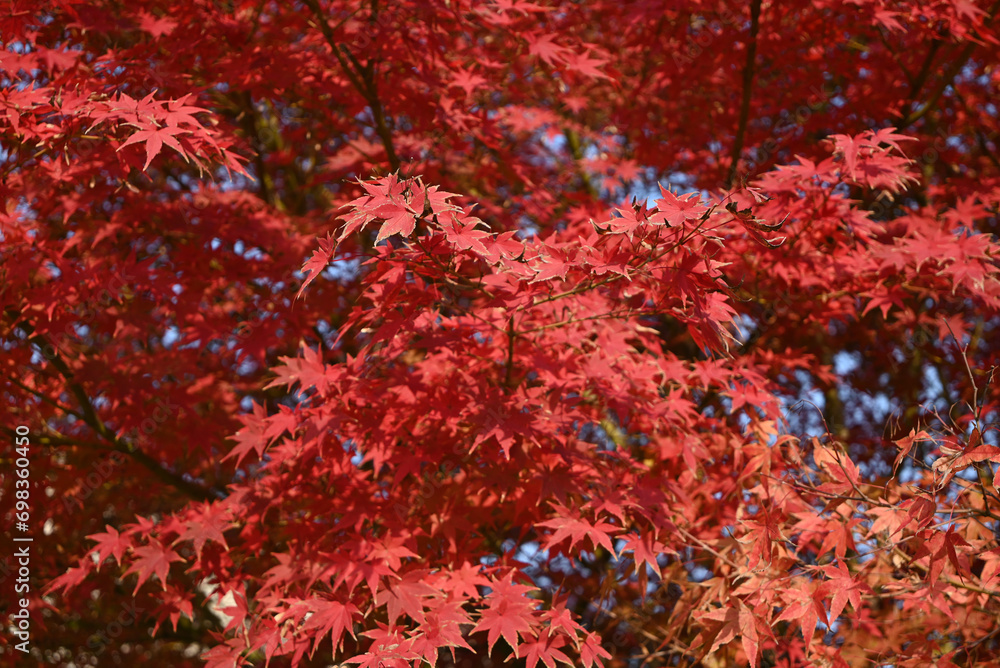 red maple leaves under bright sunny day in autumn red maple leaves under bright sunny day in autumn