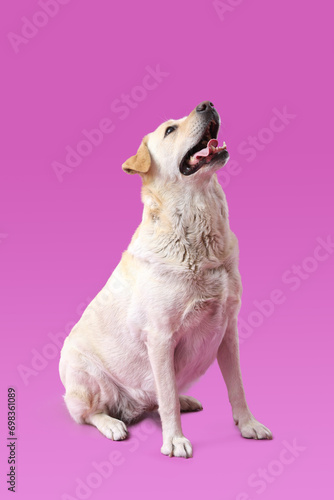Cute Labrador dog sitting on purple background