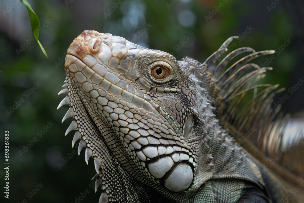 Fototapeta premium A adult male green iguana