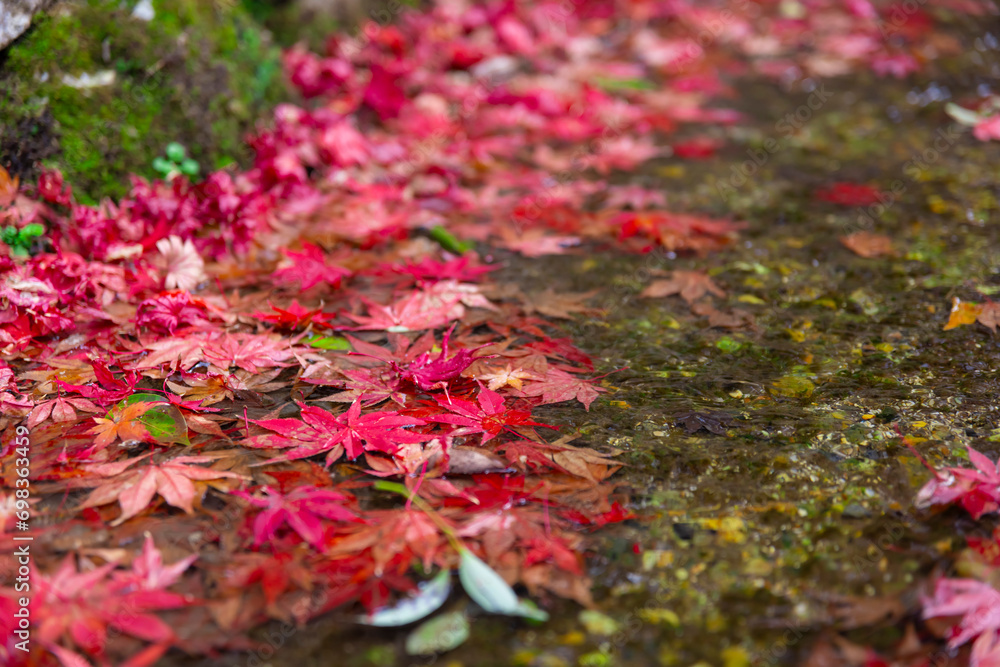Piled up red leaves in the narrow gutter in autumn close up Piled up red leaves in the narrow gutter in autumn close up