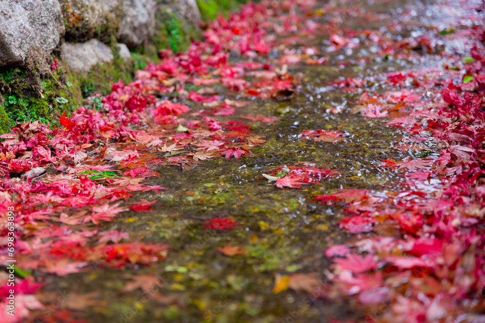 Piled up red leaves in the narrow gutter in autumn close up Piled up red leaves in the narrow gutter in autumn close up