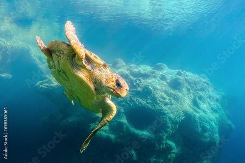 Underwater view of a beautiful sea turtle photo