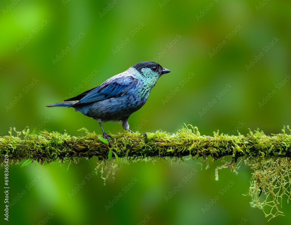 Black-capped Tanager on mossy stick on green background