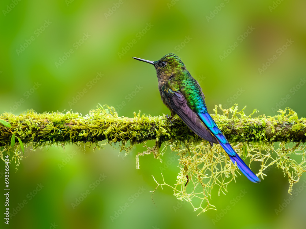 Fototapeta premium Violet-tailed Sylph on mossy stick on green background