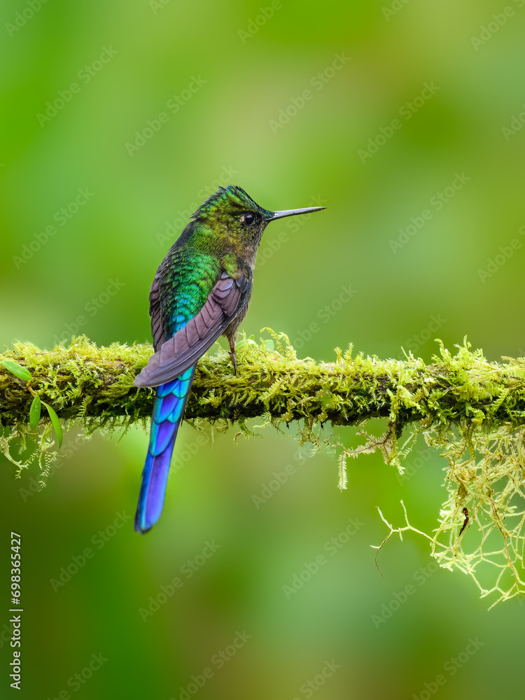 Violet-tailed Sylph on mossy stick on green background