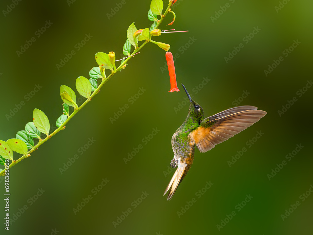 Buff-tailed Coronet in flight collecting nectar from orange flower on green background Buff-tailed Coronet in flight collecting nectar from orange flower on green background
