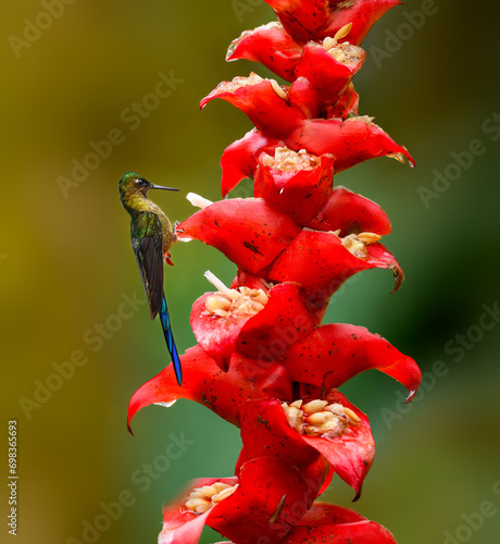 Foto Violet-tailed Sylph on red flower on green background