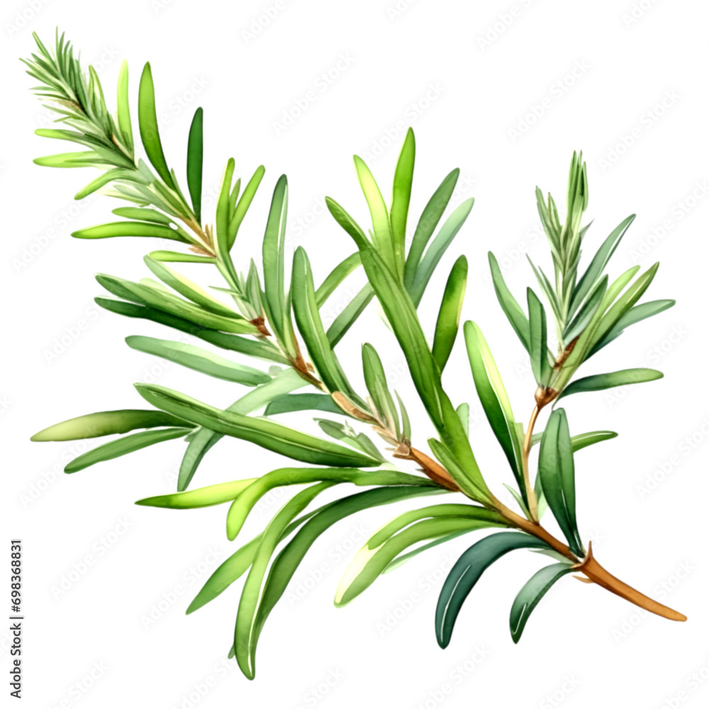 Fototapeta premium Watercolor illustration of bright green rosemary leaves on a white background.
