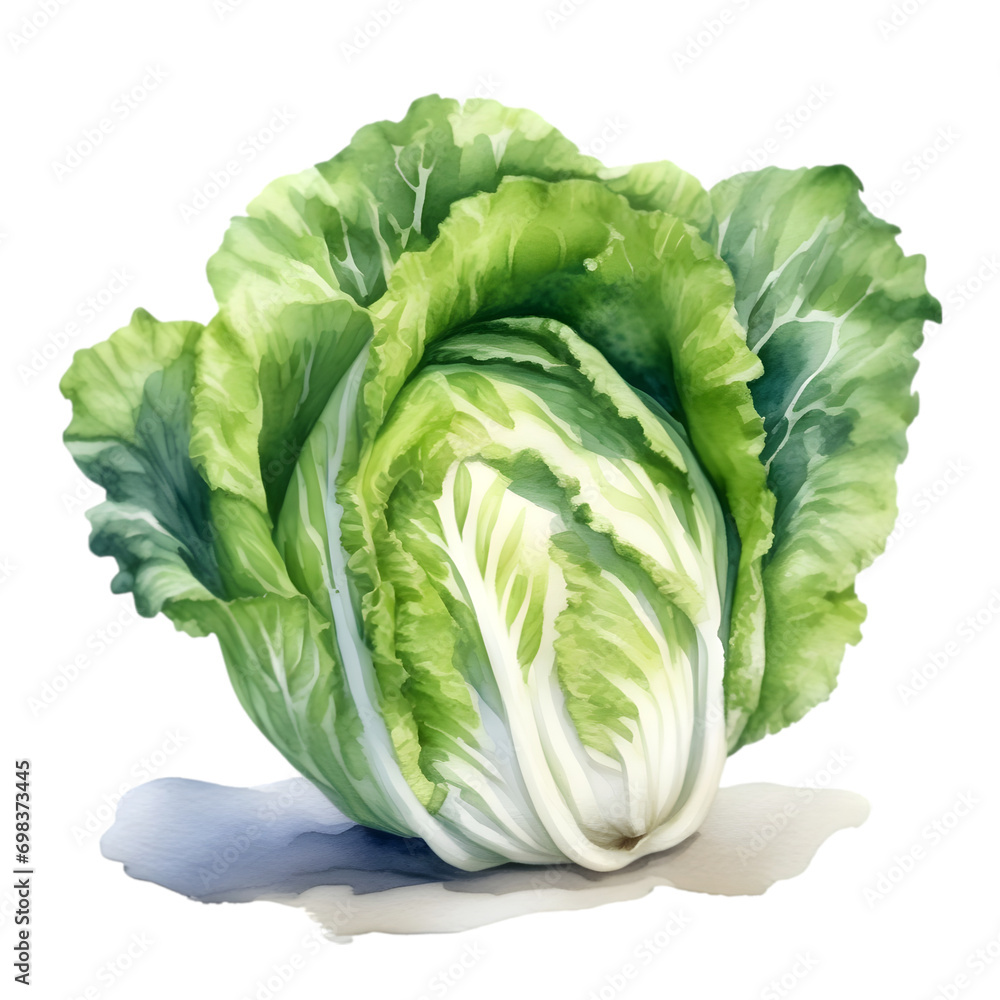 Fototapeta premium cauliflower path isolated on white background, fresh cauliflower