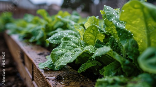 Raindrops on fresh green leaves of growing lettuce plants in wooden raided beds.