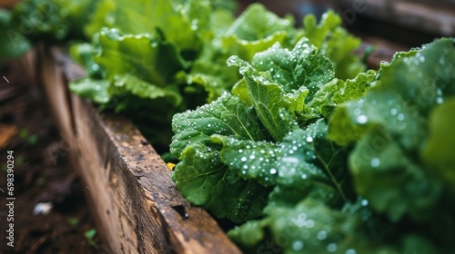 Raindrops on fresh green leaves of growing lettuce plants in wooden