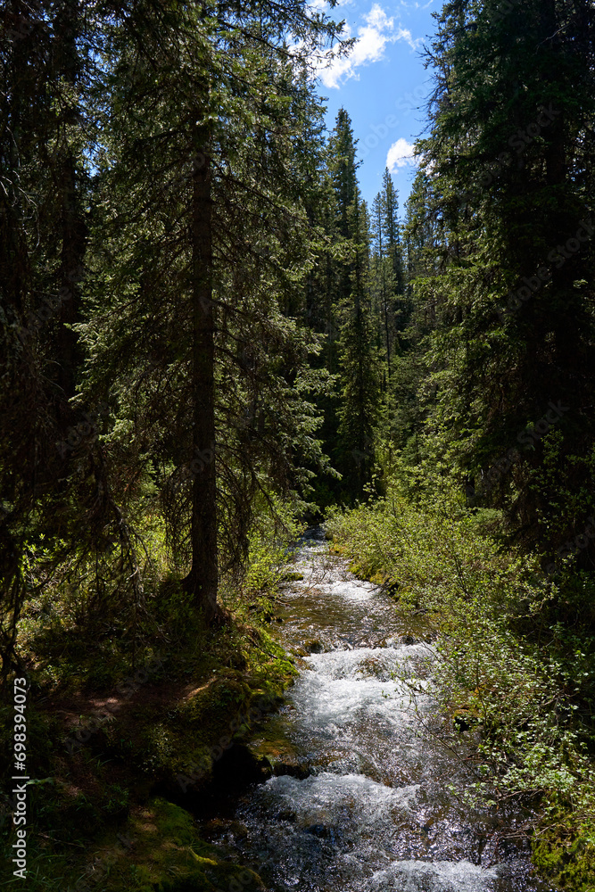 A clear mountain river flows through a coniferous forest in the Alberta mountains of Canada. A clear mountain river flows through a coniferous forest in the Alberta mountains of Canada.