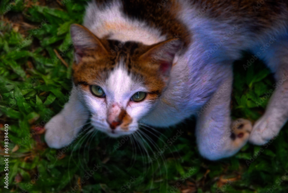 Fototapeta premium cat on the grass looking at the camera