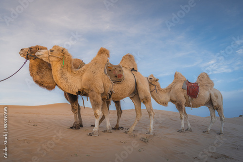 Three camels standing on the tall sand dune in desert of Inner Mongolia  China