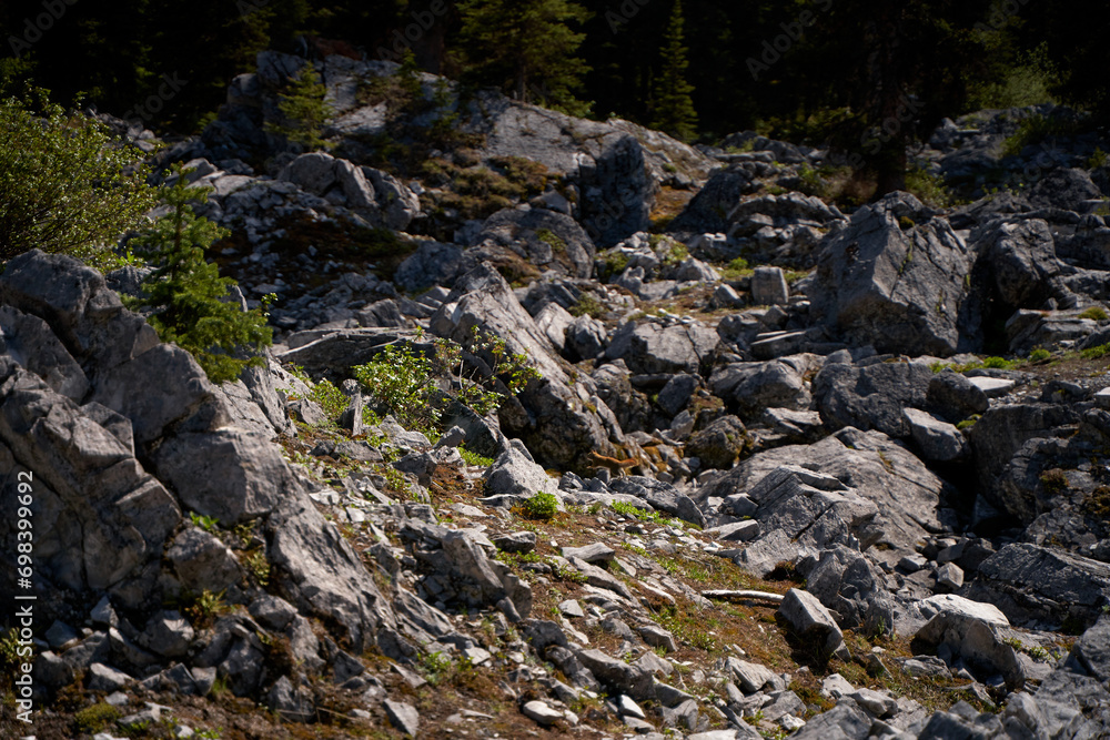 A wild coniferous forest grows through rocks in the Alberta Rocky Mountains in Canada. A wild coniferous forest grows through rocks in the Alberta Rocky Mountains in Canada.