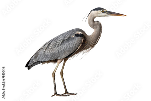 Majestic Heron Display Isolated on Transparent Background