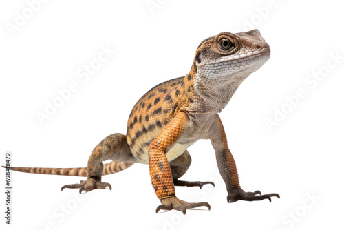 Lizard Array Isolated on Transparent Background