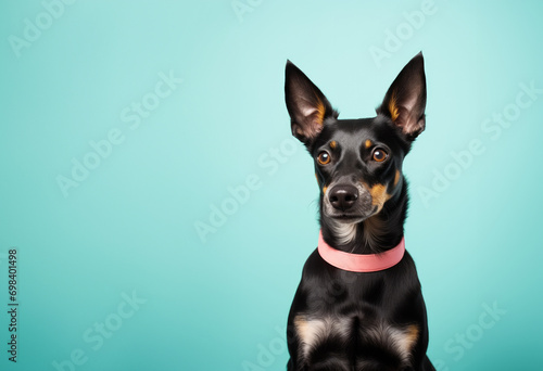 Portrait of Happy puppy dog smiling.studio shot of a cute dog on colour background 