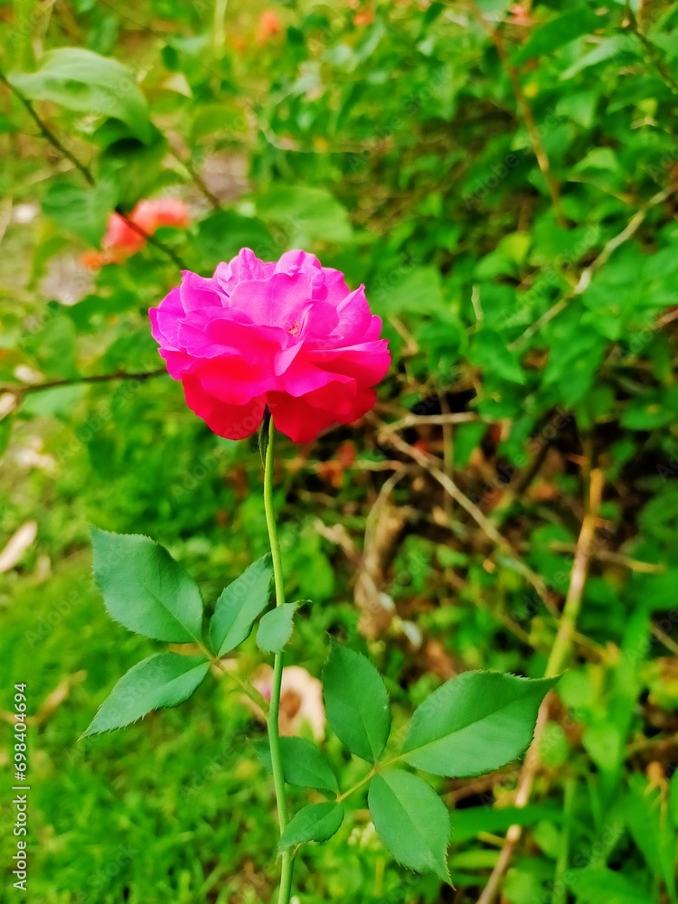 beautiful pink rose flower