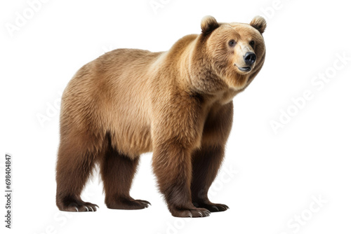 Powerful Bear Art Isolated on Transparent Background