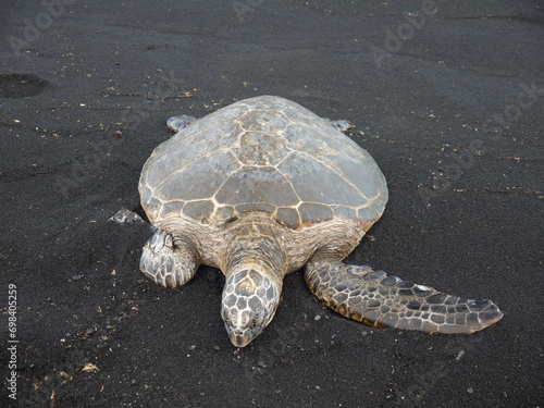 Big Hawaiian green sea turtle crawling on famous Punalu'u black sand Beach photo