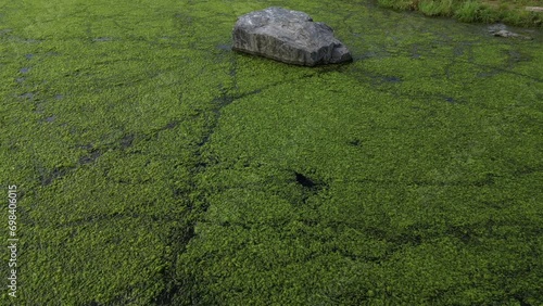 genus of free-floating aquatic plants on the pond covers the surface of the green with a layer. a stone by shore can be visited with a drone and a flight low over water lake can filmed, high angle photo