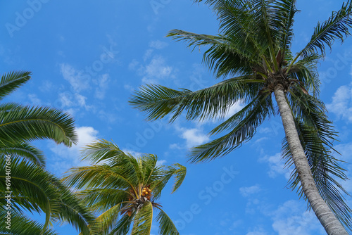 low angle view on coconut tree under sky