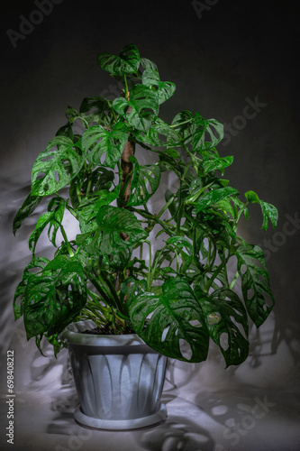 Gorgeous houseplant monstera adansonii in a pot.