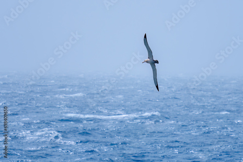 Southern Royal Albatross (Diomedea epomophora), Drake Passage, Antarctica photo