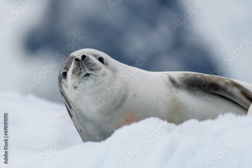Crabeater Seal on floating ice, Pleneau Island, Antarctica photo