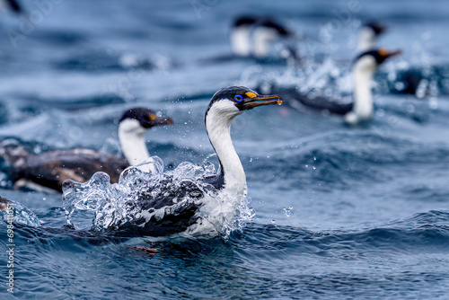Fotografi A flock of Antarctic shag (Leucocarbo bransfieldensis) swimming, Pleneau Island,