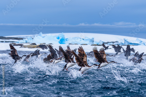 A flock of Antarctic shag (Leucocarbo bransfieldensis) taking off from water, Pleneau Island, Antarctica photo