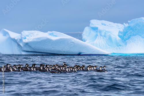 A flock of Antarctic shag (Leucocarbo bransfieldensis) swimming, Pleneau Island, Antarctica photo