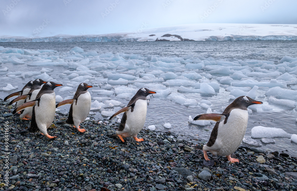 Naklejka premium Gentoo penguins (Pygoscelis papua) returning to their colony after fishing, Yankee Harbor, Antarctica