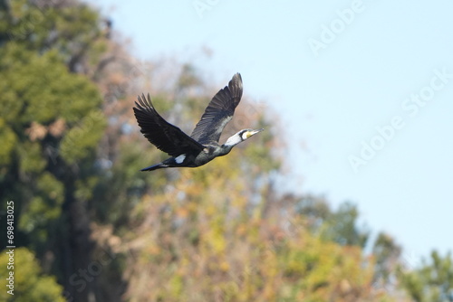 cormorant in a field