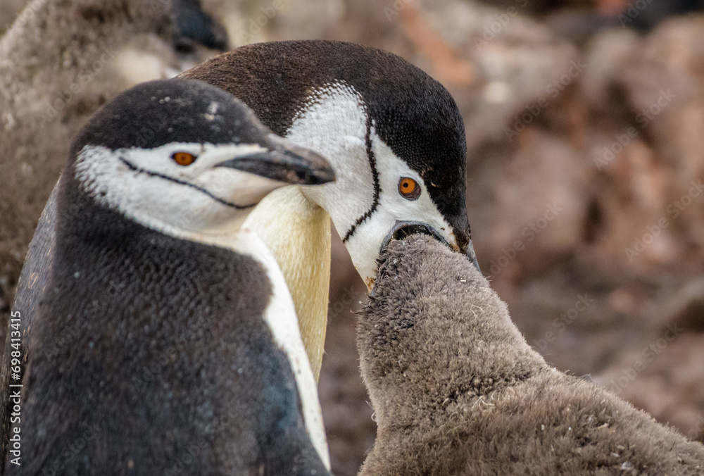 Naklejka premium Chinstrap penguin (Pygoscelis antarcticus) feeding chick, Half Moon Island, Antarctica