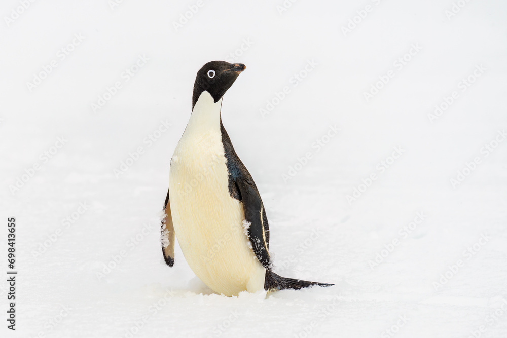 Fototapeta premium Adélie penguin (Pygoscelis adeliae) on sea-ice, Half Moon Island, Antarctica