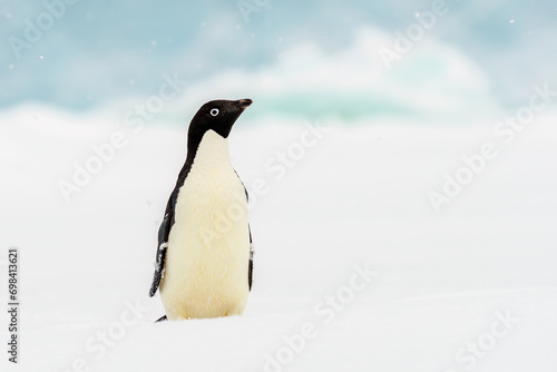 Ad  lie penguin  Pygoscelis adeliae  on sea-ice  Half Moon Island  Antarctica