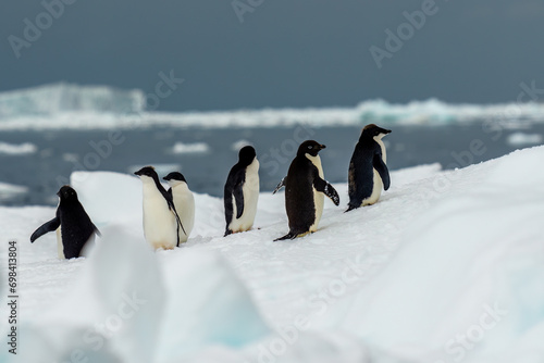Adélie penguin (Pygoscelis adeliae), Antarctic Sound, Antarctica