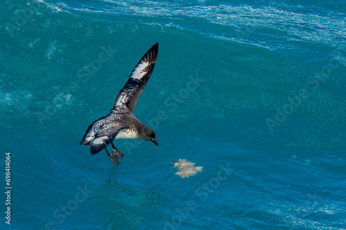 Cape petrel (Daption capense), Elephant Island - wild point, Antarctica photo