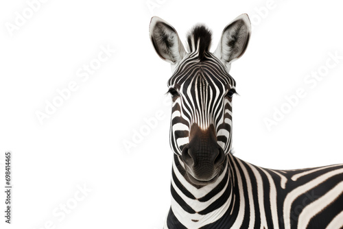 Portrait of Zebra Isolated On Transparent Background