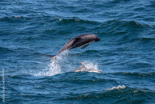 Peale's dolphin (Lagenorhynchus australis), drake passage, Antarctica