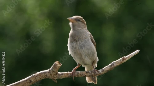 Female house sparrow perched on branch photo