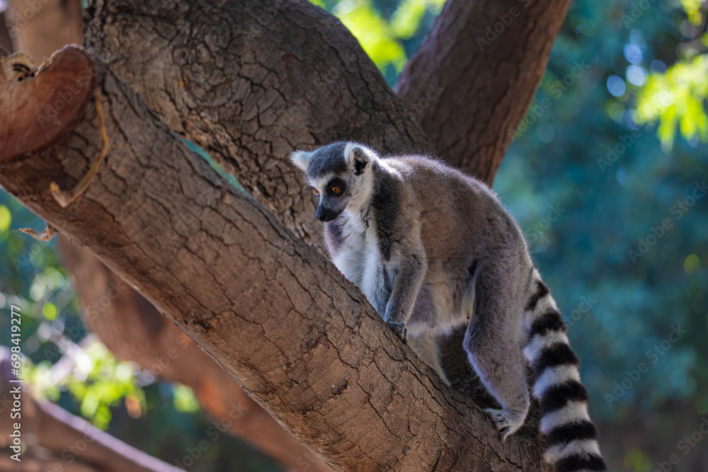Fototapeta premium Ring-tailed lemur sitting on a tree 
