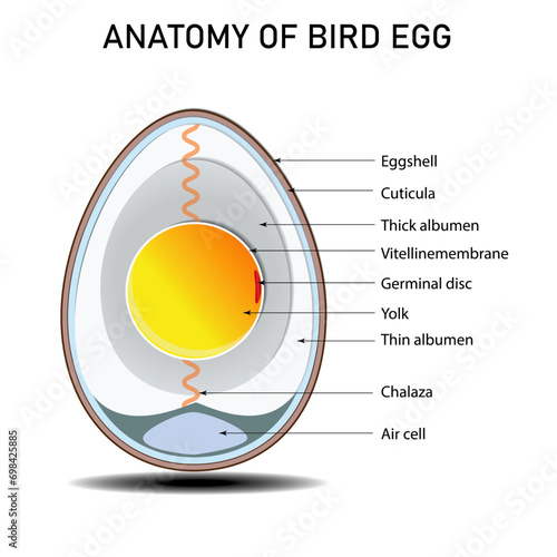 Bird, chicken egg anatomy, structure, Diagram with inner cross, vertical, Detailed, reproductive, isolated white, Editable 2d vector. illustration, vector infographic, components, biological sciences photo