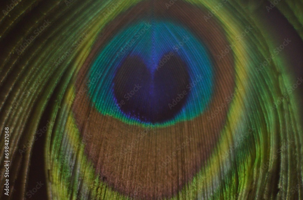 Obraz premium peacock feather close up