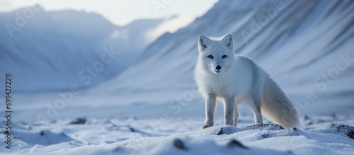 An Arctic fox is seen on the initial snow in the Pyramiden region of Svalbard.